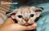 Devon Rex Kätzchen mit Stammbaum