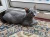Kater ,  grau  4, 5 Monate