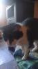 Katzen sucht neues Zuhause