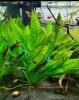 Guppys zu verschenken (Babys) Aquarienfische
