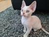 Devon Rex kitten