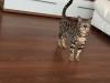 Kastrierter Bental Kater