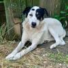 Tabby sucht ein Zuhause