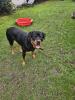 Hübscher Rottweiler sucht 2te Chance