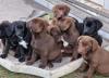 Labradorwelpen
