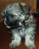Wundervolle Shih-Tzu/ Malteser Welpen Familienhund Kleinbleibend Allergiker geeig