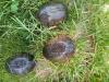 Biete adulte Moschusschildkrötenweibchen,  Sternotherus odoratus