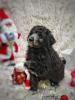 EDEL-AUSSIEDOODLE