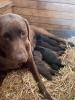 Labmaraner Welpen (Labrador x Weimaraner)