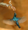 Trinkwasser,  quellfrisch und rein