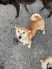 Hatsumi - lieb,  sozial,  neugierig - Shiba Inu Mischling