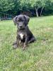 Louisiana Catahoula Leoparden Dog 