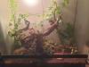 Kornnattern inklusive Terrarium und Utensilien
