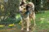 JOVI - männlich  3 Jahre  58 cm  28 kg  Collie-Mix  Gechipt  Kastriert
