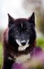 Venom... aktiver,  lieber Hundeopi