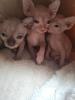 Sphynx Kitten 