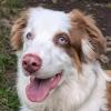 VAIANA -  weiblich  11 Monate  50 cm  24 kg  Australian Shepherd