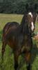 Quarter Horse Stute geb. 2010