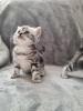 BKH Silver Tabby Kitten Reinrassig