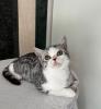 BKH black silver classic tabby / spotted