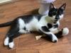Katze,  Siam/ EK- Mix, 6 Monate alt,  kastriert,  abzugeben