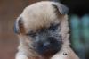 Cairn Terrier Welpen