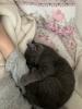 zwei liebe BKH Kitten lilac + blue,  weiblich