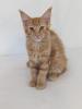Maine Coon Kitten,  sofort abgabereit