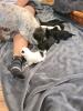 Bolonka/  Chinese crested Mixwelpen