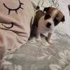Chihuahua welpen