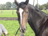 Zuchtstall bietet Reitunterricht ,  Neufahrn 