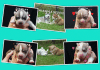FCI Siberian Husky Welpen suchen ab dem 14.12.2013 ein liebevolles Zuhause 
