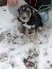 Junger Hund