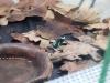 Dendrobates auratus El cope Baumsteiger Frosch