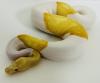0, 1 Königspython Albino Piebald (Albinopied)