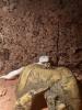Leopardgecko mit Terrarium