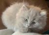 Bkh/ Bhl Kitten