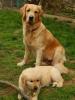 Golden Retriever Rüde mit Papieren