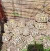 Griechische Landschildkröten NZ 2022