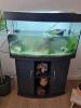 Wasserschildkröten mit Aquarium und Zubehör