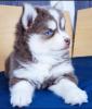 Siberia Husky-Welpen