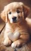 Diamond Painting Golden Retriever Welpe-Notizbuch,  Buch: perfektes Geschenk für