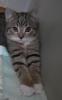 Betty – sucht dringend ein Zuhause! (aus dem Tierschutz /  gechipt,  geimpft,  kast