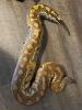 0.1 P. brongersmai 100% het Cherrybomb T-pos Albino