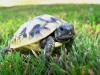 Griechische Landschildkröten
