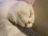 4 Kleine BKH-Kitten suchen ab dem 22.06.2023 ein liebevolles Zuhause