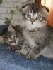 BKH Baby’s Katzen ab 04.07.24 abholbereit