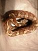 2.0 Erdnatter pantherophis obsoletus lindheimeri