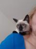 Siam / Thai Kitten,  Seal Point,  Babys,  Kätzchen. Abgabebereit.