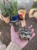 Nachzuchten 1 und 2 Jahre alt der griechischen Landschildkröte